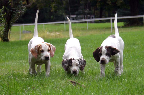 Phantom Lady's Pups on a Grouse Wing
