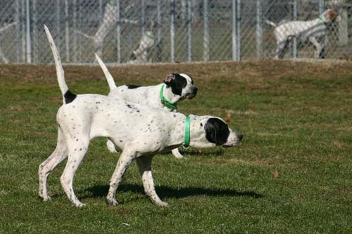 Gabriella and Aldobai intercept a quail