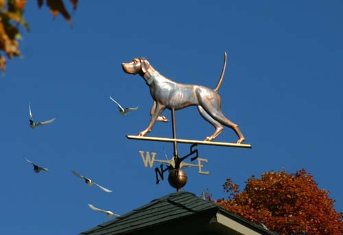Autumn Memory Kennels